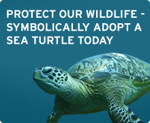 Adopt a sea turtle today